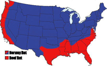 rat_distribution_map_united_states